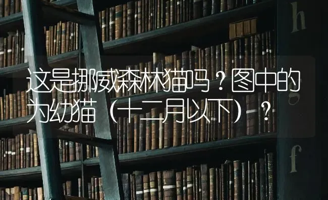 这是挪威森林猫吗？图中的为幼猫（十二月以下）？ | 动物养殖问答