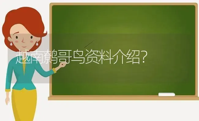 越南鹩哥鸟资料介绍？ | 动物养殖问答