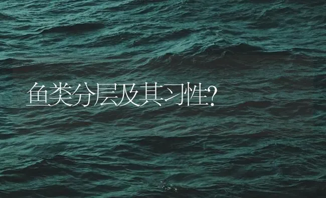 鱼类分层及其习性？ | 鱼类宠物饲养