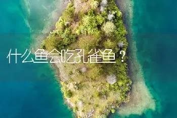 什么鱼会吃孔雀鱼？