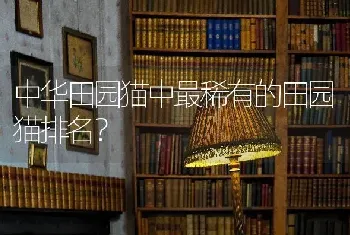 中华田园猫中最稀有的田园猫排名？