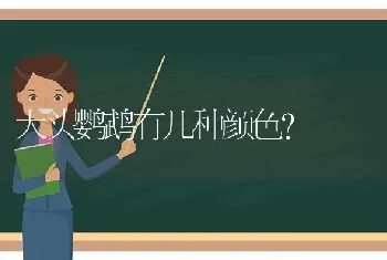 大头鹦鹉有几种颜色？