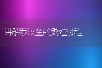 讲解罗汉鱼的繁殖过程