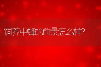 饲养中蜂的前景怎么样？