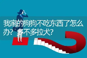 我家的狗狗不吃东西了怎么办?多不多拉犬？