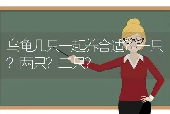 乌龟几只一起养合适？一只？两只？三只？