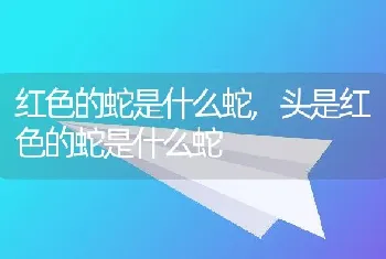 红色的蛇是什么蛇，头是红色的蛇是什么蛇