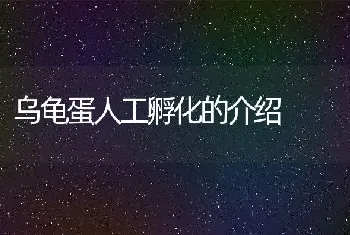 乌龟蛋人工孵化的介绍