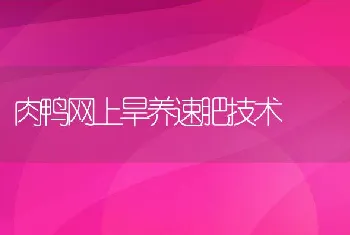 肉鸭网上旱养速肥技术