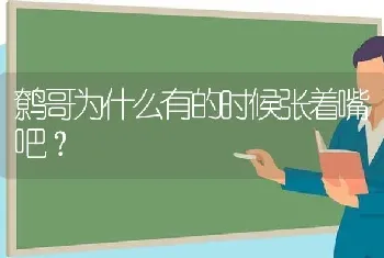 鹩哥为什么有的时候张着嘴吧？