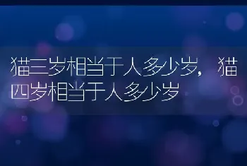 猫三岁相当于人多少岁，猫四岁相当于人多少岁