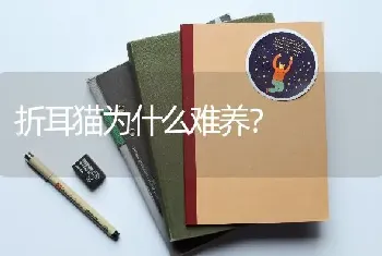 折耳猫为什么难养？