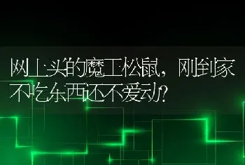 网上买的魔王松鼠，刚到家不吃东西还不爱动？