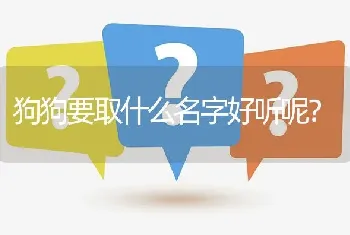 狗狗要取什么名字好听呢？