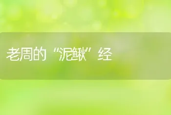 老周的“泥鳅”经