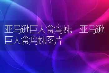 泰迪吃什么狗粮好，幼犬泰迪吃什么狗粮好