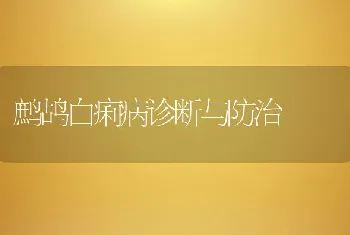 鹧鸪白痢病诊断与防治