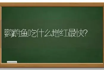 白色金毛犬是什么品种？