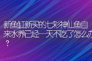 新鱼缸新买的七彩神仙鱼自来水养已经一天不吃了怎么办？