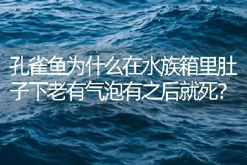 孔雀鱼为什么在水族箱里肚子下老有气泡有之后就死？