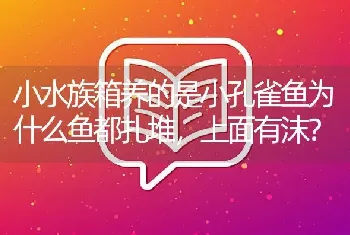 小水族箱养的是小孔雀鱼为什么鱼都扎堆，上面有沫？