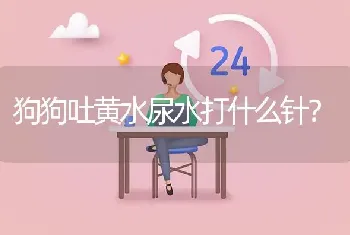 狗狗吐黄水尿水打什么针？