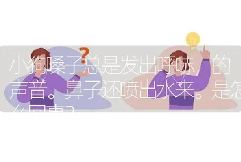 小狗嗓子总是发出呼哧，的声音。鼻子还喷出水来。是怎么回事？