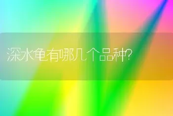 深水龟有哪几个品种？