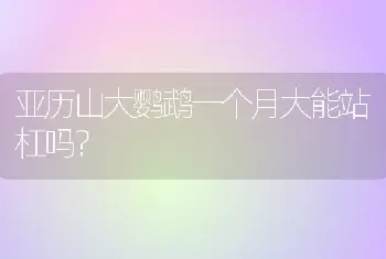 亚历山大鹦鹉一个月大能站杠吗？