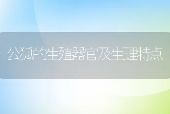 公狐的生殖器官及生理特点