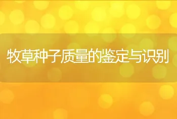 种鹅产蛋期的饲养管理期