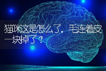 养一条萨摩耶一个月花销多少？