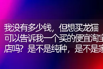 我没有多少钱，但想买龙猫可以告诉我一个买的便宜淘宝店吗?是不是纯种，是不是家养都无所谓，凉山州哪里有卖？