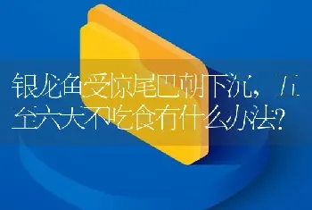 银龙鱼受惊尾巴朝下沉，五至六天不吃食有什么办法？