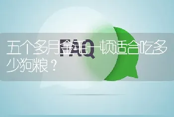 五个多月金毛一顿适合吃多少狗粮？