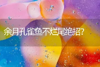 余月孔雀鱼不烂尾绝招？