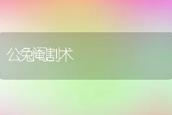 公兔阉割术