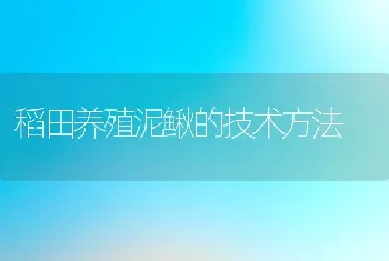 稻田养殖泥鳅的技术方法