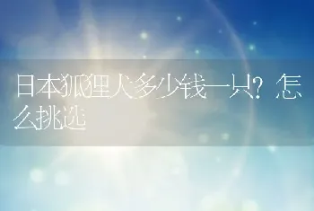 日本狐狸犬多少钱一只？怎么挑选