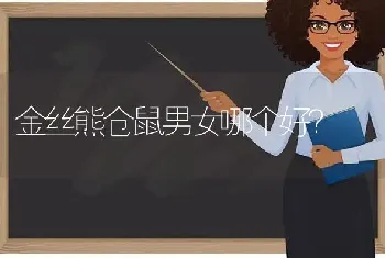 金丝熊仓鼠男女哪个好？