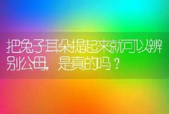 把兔子耳朵提起来就可以辨别公母，是真的吗？