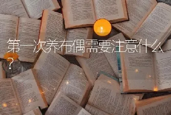 第一次养布偶需要注意什么？