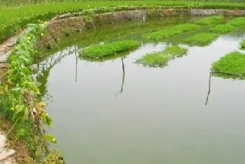 春季鱼塘饲养管理要点