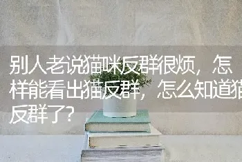 别人老说猫咪反群很烦，怎样能看出猫反群，怎么知道猫反群了？