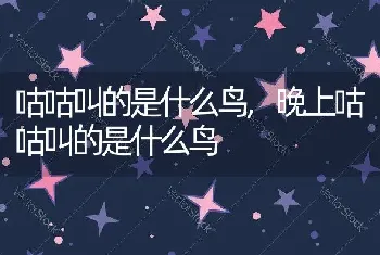 咕咕叫的是什么鸟，晚上咕咕叫的是什么鸟