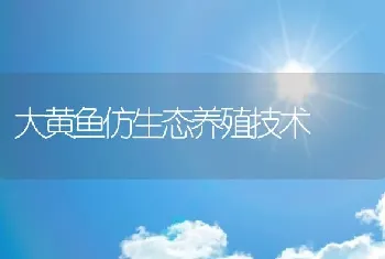 大黄鱼仿生态养殖技术