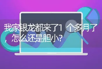 我家银龙都来了1个多月了，怎么还是胆小？