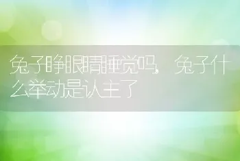 兔子睁眼睛睡觉吗，兔子什么举动是认主了