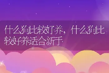 什么狗比较好养，什么狗比较好养适合新手