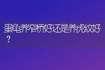 蛋龟养窄桥好还是养虎纹好？